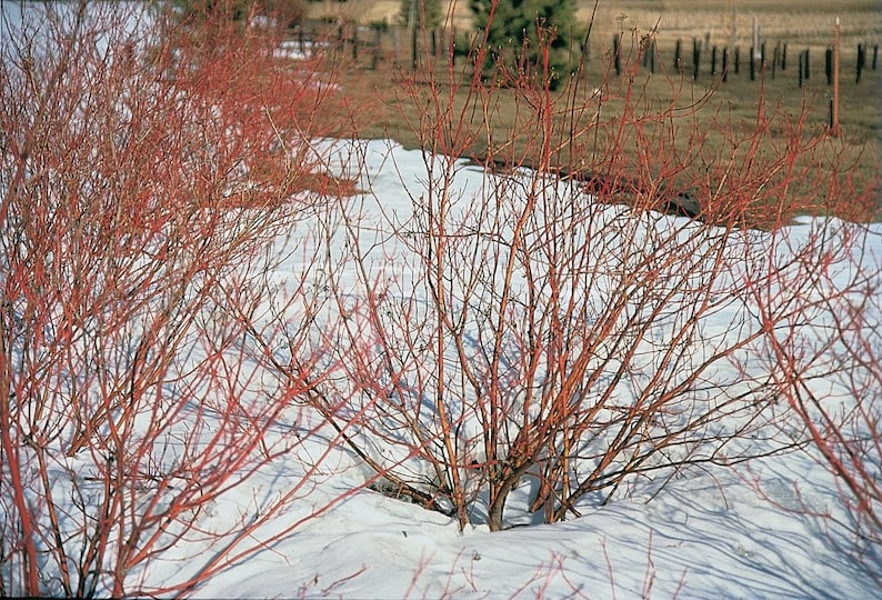Red Twig Dogwood Plant 6-12" Cornus Sericea Hardy Shrub Drought Tolerant Winter Color Zones 2-9, Attractive White Flowers