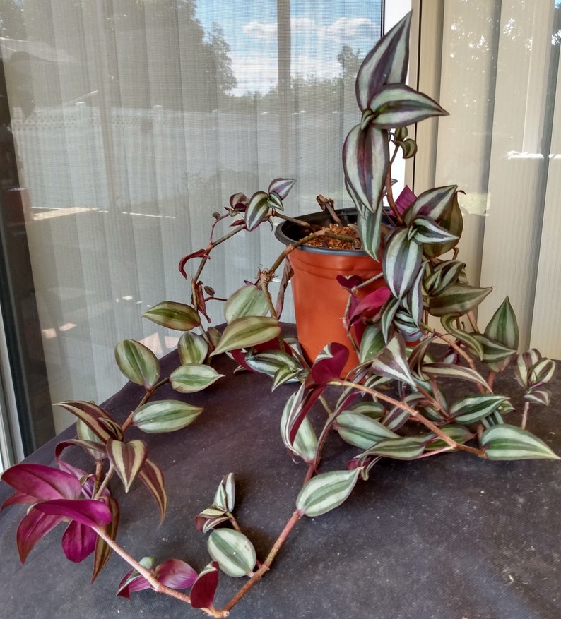 Tradescantia Zebrina Cutting + Free Cutting | Wandering Jew Trailing Houseplant | Easy Care Indoor Plant