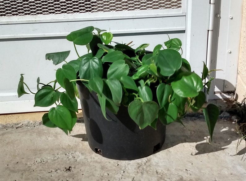 Philodendron Heartleaf Cutting - 1 Rooted + 1 Free Cutting - Philodendron scandens - Easy Care Indoor Plant