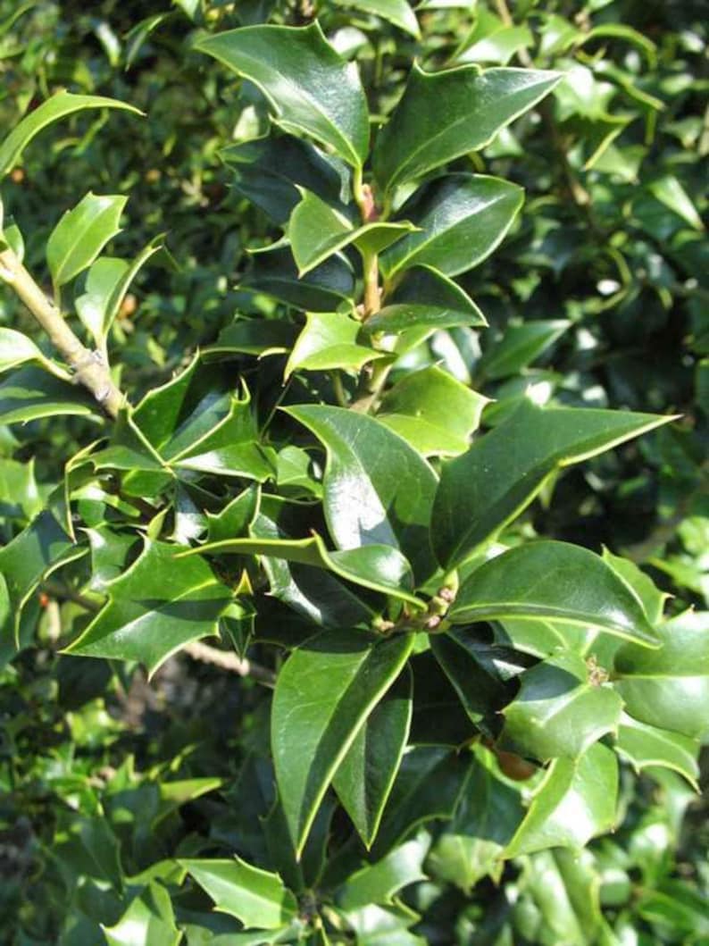 Dragon Lady Holly Plants 3" Containers 'Meschick' Ilex x meserveae Evergreen with Scarlet Fruits Zones 6-8