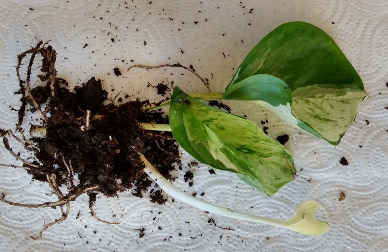 Manjula Pothos Cutting Set - 1 Rooted Cutting + 1 Free Cutting - Epipremnum aureum 'Manjula' - Easy Care Houseplant
