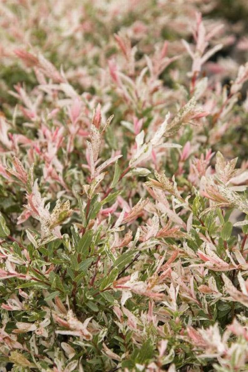 Dappled Willow Plant 2.5" Container Salix Integra 'Hakuro Nishiki' - Colorful Mottled Foliage, Showy Flowers, Zones 4-9