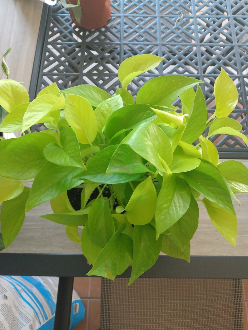 Neon Pothos Cutting - 1 Rooted + 1 Free Cutting - Easy Care Indoor Plant - Epipremnum aureum - Vibrant Houseplant Gift