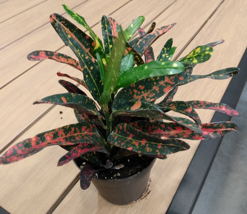 Bush Fire Croton Plant - Small Rooted Codiaeum Variegatum - Colorful Variegated Foliage - Free Cutting Included