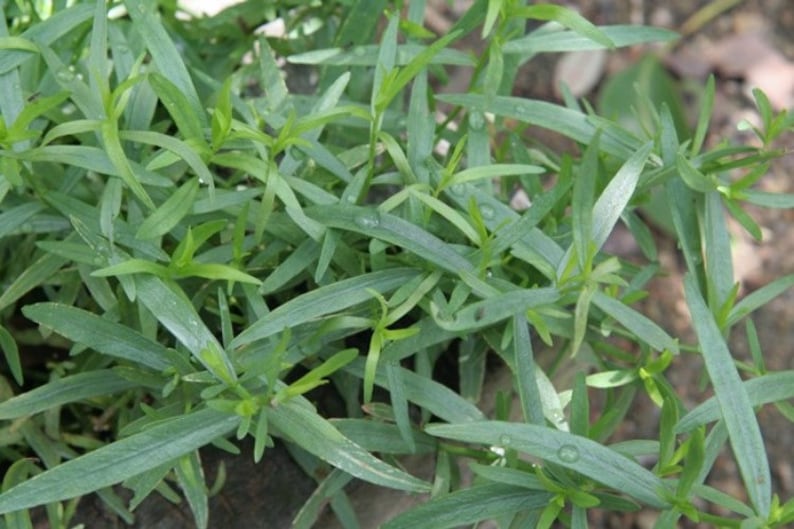 Tarragon Herb Set of 3 Pots | Russian Tarragon | A. dracunculoides L. | Perennial Indoor/Outdoor Plants | 3.5" Pots