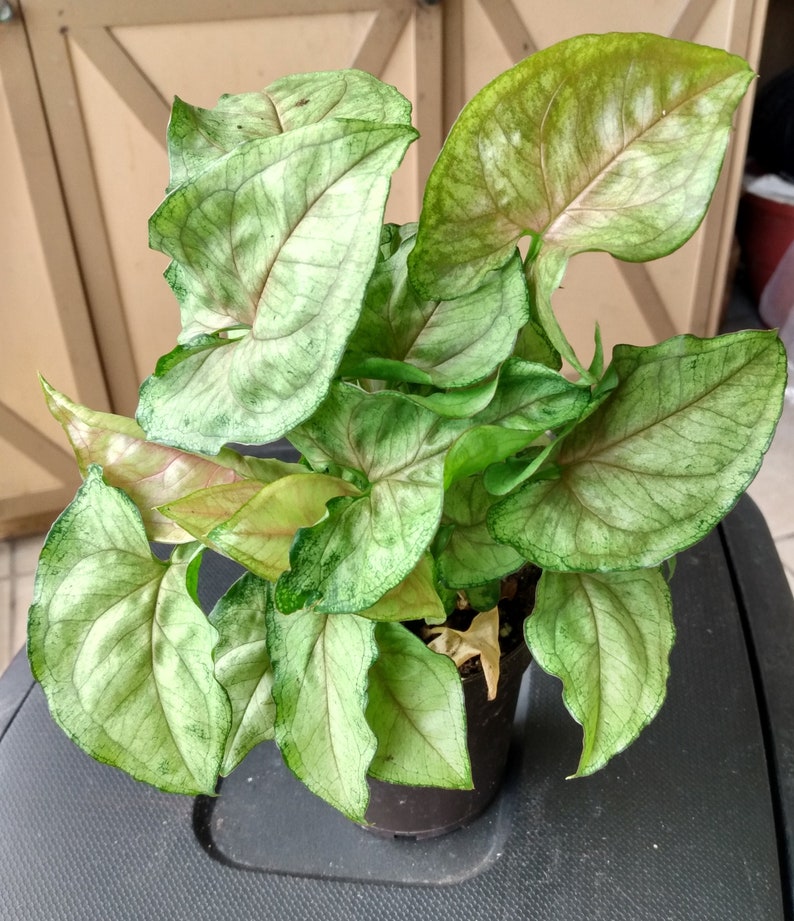 Cream Allusion Syngonium Plant - Small Rooted Houseplant - Syngonium podophyllum - Low Maintenance Indoor Plant - Free Cutting