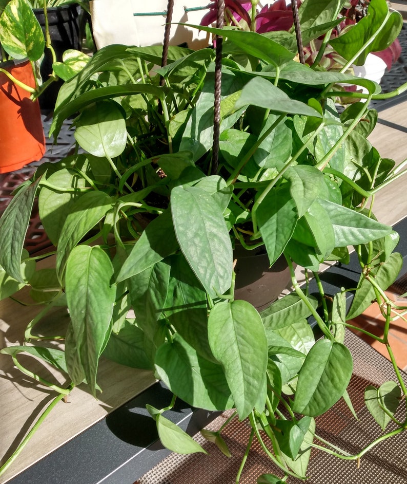 Cebu Blue Pothos Cutting - 1 Rooted + 1 Free Cutting - Epipremnum Aureum 'Cebu Blue' - Easy Care Indoor Plant