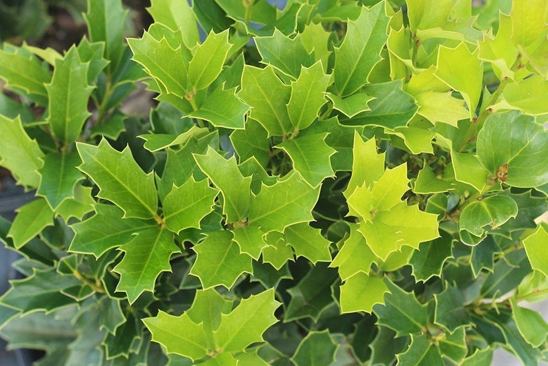 Oakland Holly Plant Quart Pot - Dense Dark Foliage, Pyramidal Habit - Ilex x attenuata - USDA Zone 6-9 - Bareroot Shipping Available