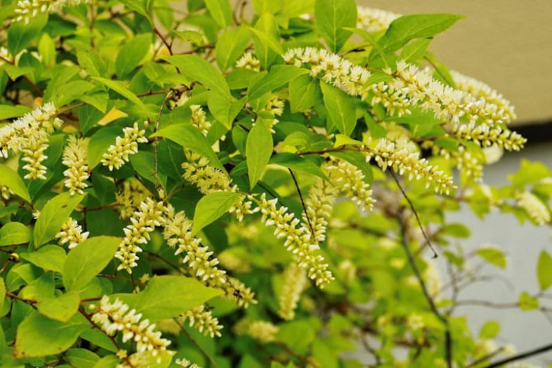 Henry's Garnet Itea Virginica Shrubs - 2 Rooted Plants in 4" Containers - Virginia Sweetspire for Hedges & Gardens