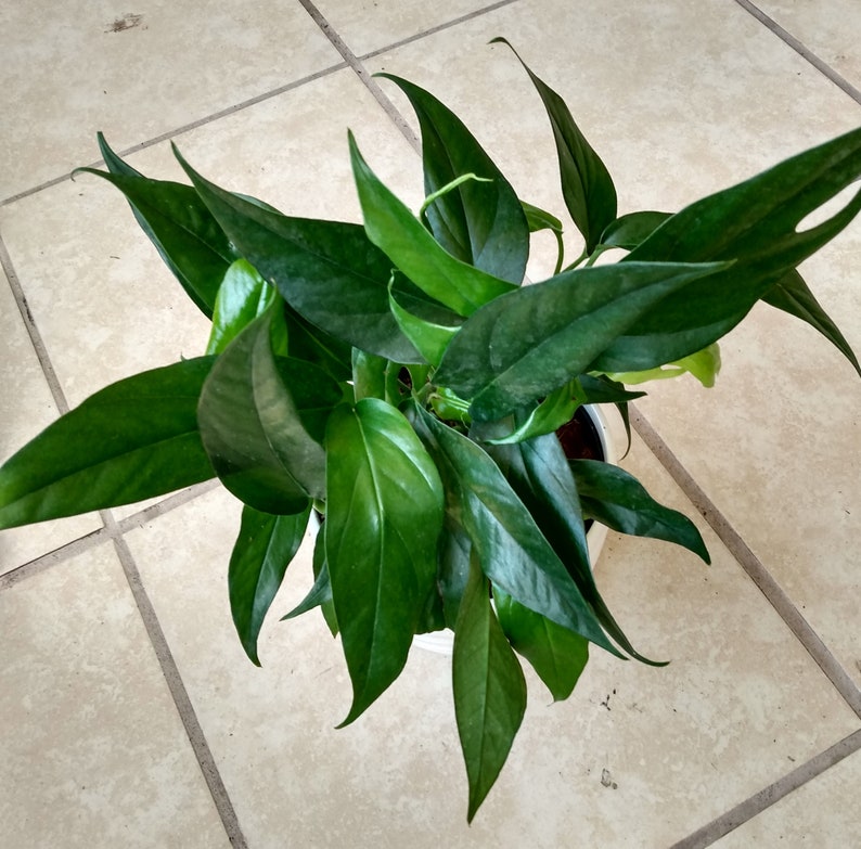 Rooted Cutting Baltic Blue Pothos Plant + Free Cutting - Easy Care Epipremnum Aureum for Indoor Plant Lovers
