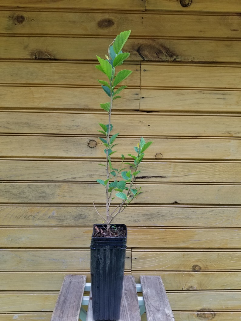 Witch Hazel Trees - 5 Live 12" to 18" Hamamelis virginiana - Yellow Fall Flowers, Wildlife Habitat Shrubs