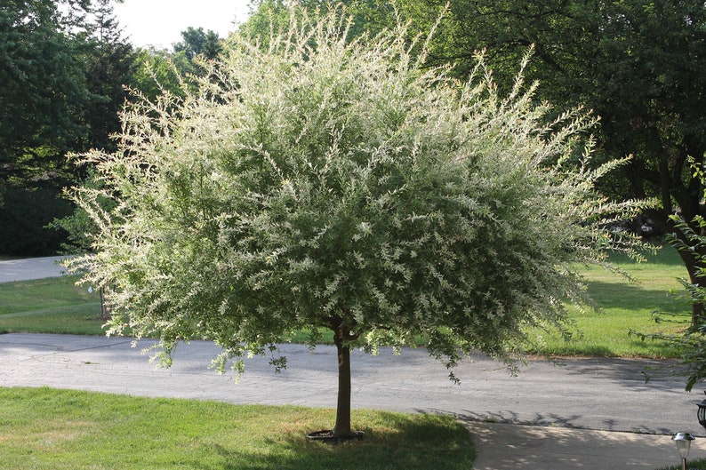 Nishiki Willow Quart Pot - Fast-Growing Variegated Willow - Salix integra 'Nishiki' - Ideal for Wet Soils, Zones 4-8