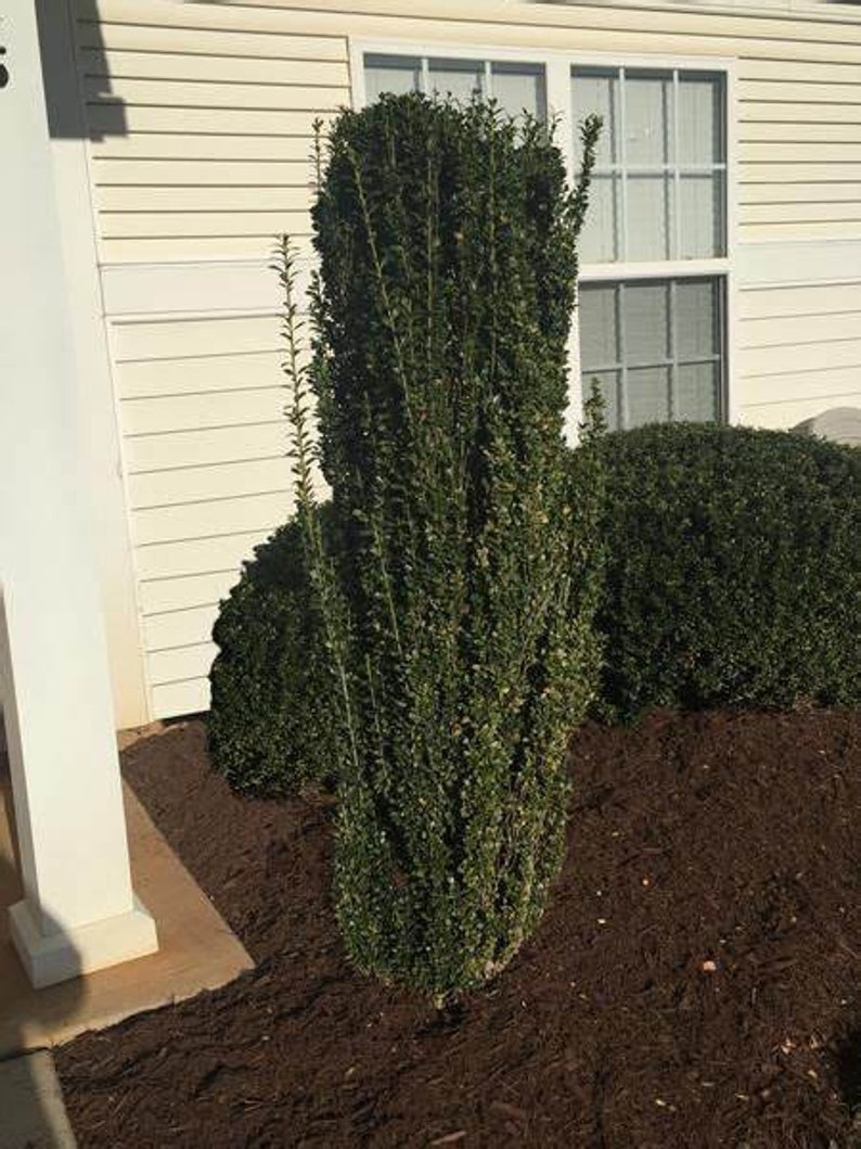 Sky Pencil Holly Quart Pot - Ilex Crenata Evergreen Shrub - Columnar Accent Plant for Gardens - USDA Zone 6-9