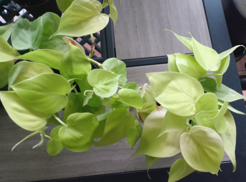 Philodendron Lemon Lime Cutting + Free Cutting - Philodendron spp. - Easy Care Indoor Plant for Home Decor