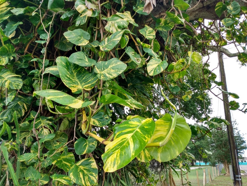 Giant Hawaiian Pothos Cutting - 1 Node Rooted + Free Cutting - Epipremnum aureum - Easy Care Indoor Houseplant