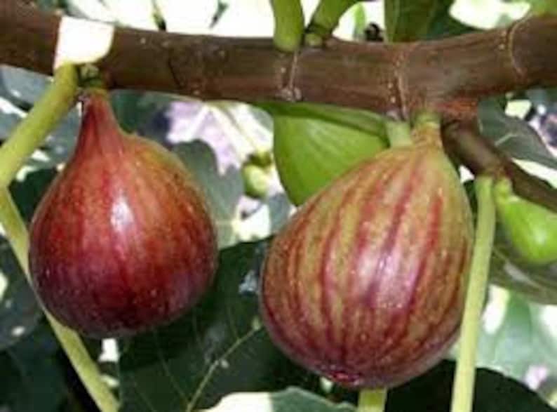 Celeste Fig Trees - 6" Plants in 4" Containers - Ficus carica - Sweet Figs, Fast Growth, Zones 7-11, Full Sun