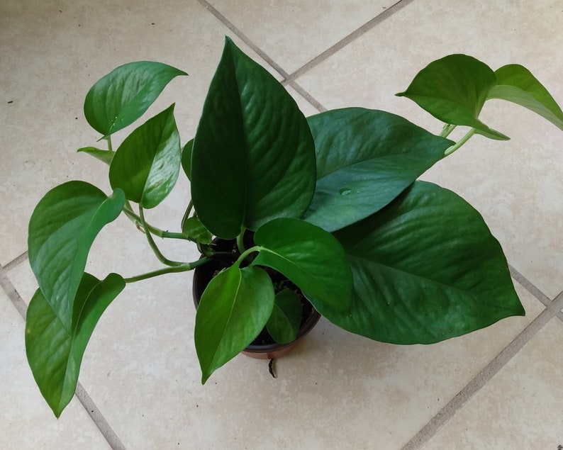 Pothos Cutting Set - 1 Rooted Green Queen + 1 Free Cutting - Epipremnum aureum - Easy Care Indoor Houseplant