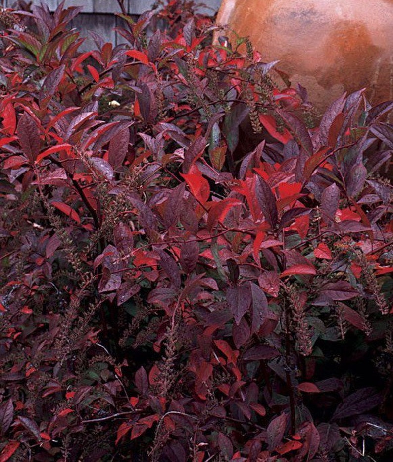 Henry's Garnet Itea Virginia Sweetspire 4" Pot, Itea virginica, Deciduous Shrub with Red Fall Foliage, Zones 6-9