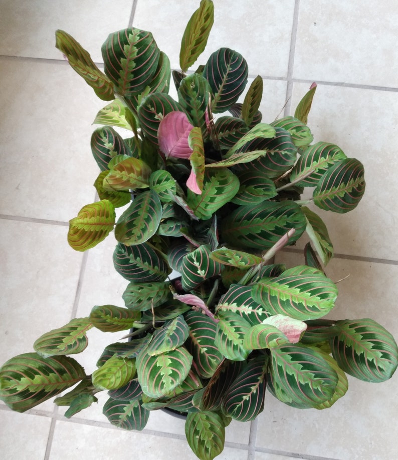 Small Rooted Red Prayer Plant with Free Cutting - Maranta Leuconeura - Easy Care Indoor Houseplant for Beginners