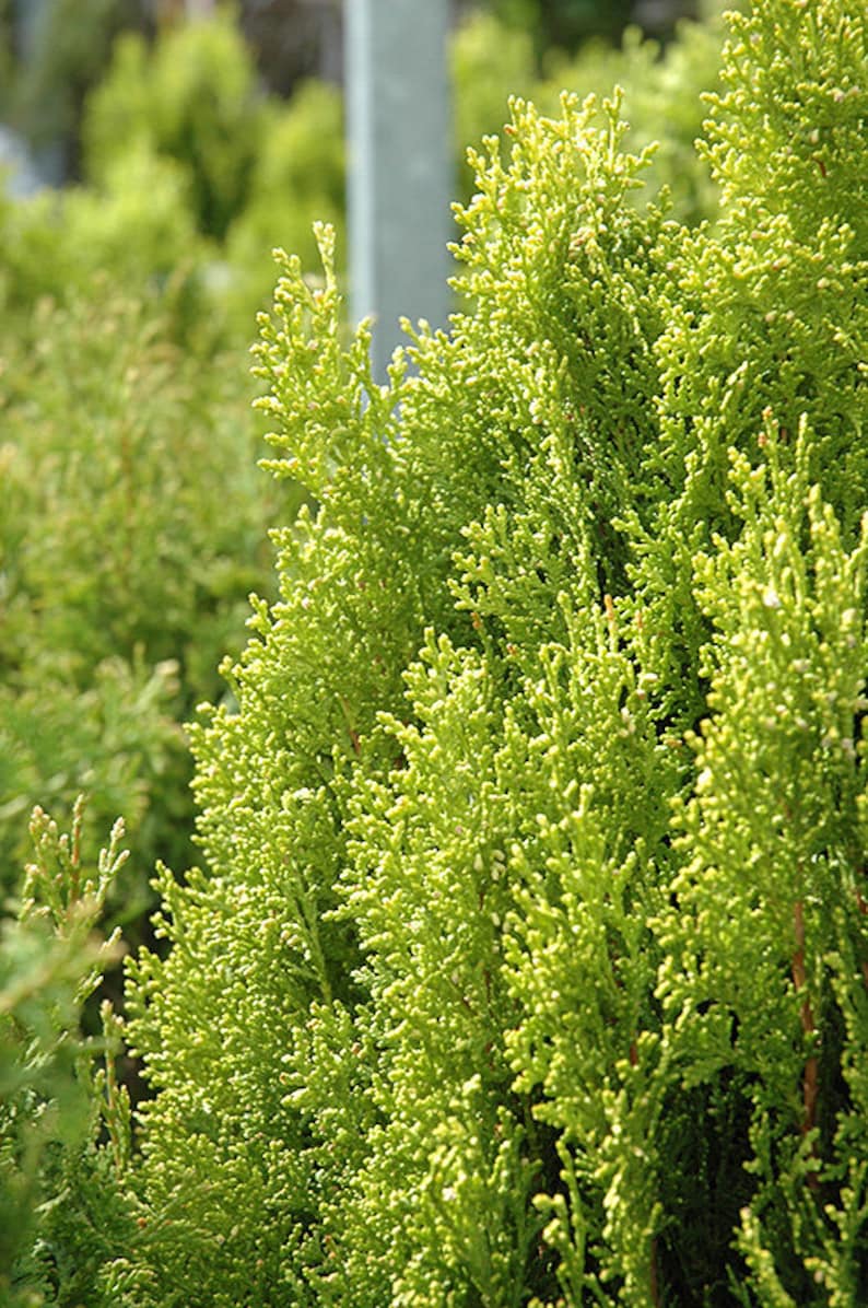 Breckmans Gold Arborvitae Plant 4-6" Light Greenish-Yellow Foliage Thuja occidentalis 'Breckmans Gold'