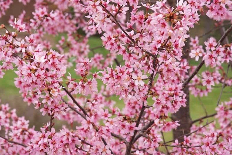 Okame Cherry Tree Quart Pot - Prunus ‘Okame’ - Ornamental Pink Blooms - Deciduous Plant for Zones 5-9 - Landscape Enhancer