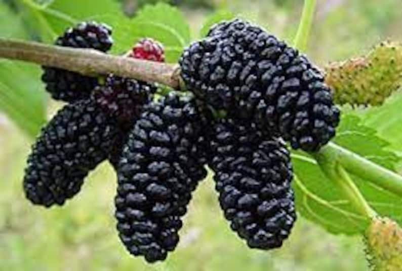 Dwarf Everbearing Mulberry Tree 10" Plant - Sweet Berries - Morus nigra - Self-Pollinating, Hardy for Small Spaces