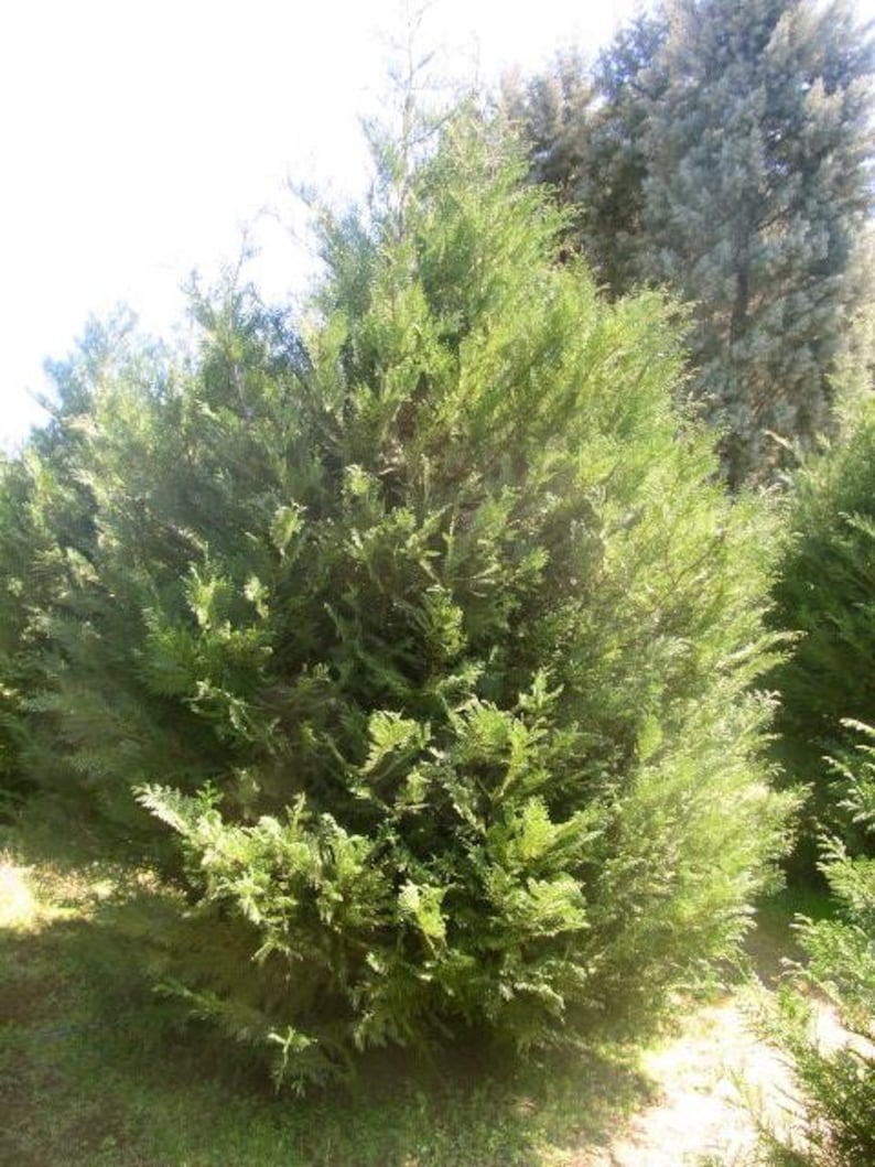 Murray Leyland Cypress Shrubs - 5 Fast Growing Evergreen Hedges in 3" Containers (Cupressocyparis leylandii)