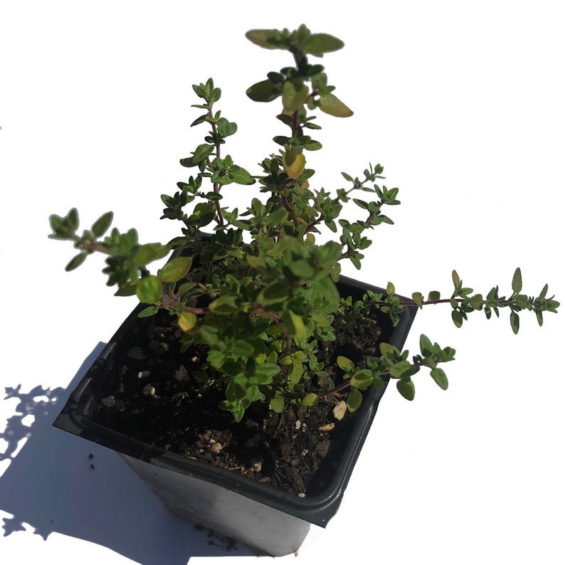 Organic English Thyme Plant in 2.5-Inch Pot | Thymus vulgaris | Pesticide-Free Culinary Herb for Home Garden