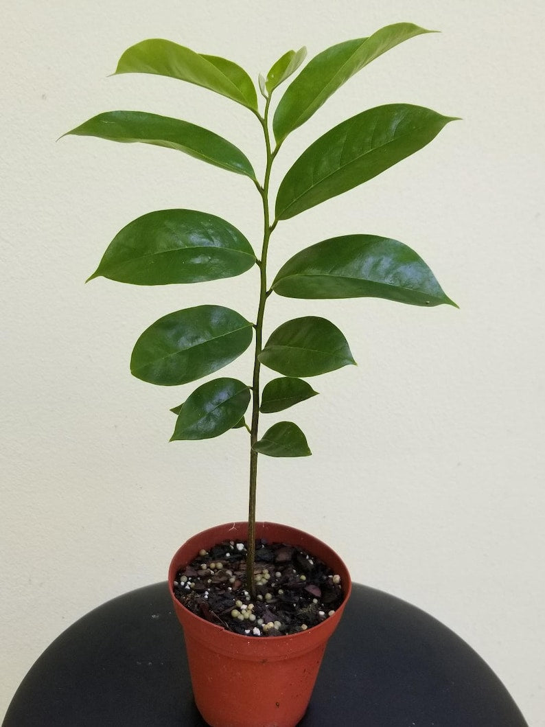 Soursop Fruit Tree Seedling 6" Annona muricata Tropical Plant for Drinks & Milkshakes Guanábana