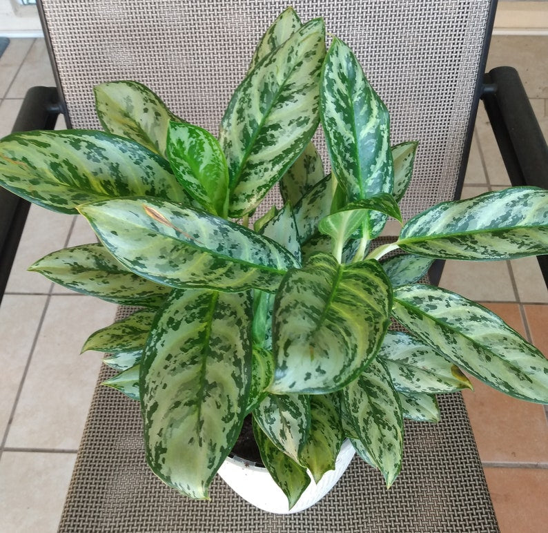 Aglaonema Golden Plant - Small Rooted Indoor Houseplant - Aglaonema commutatum - Low Maintenance with Free Cutting