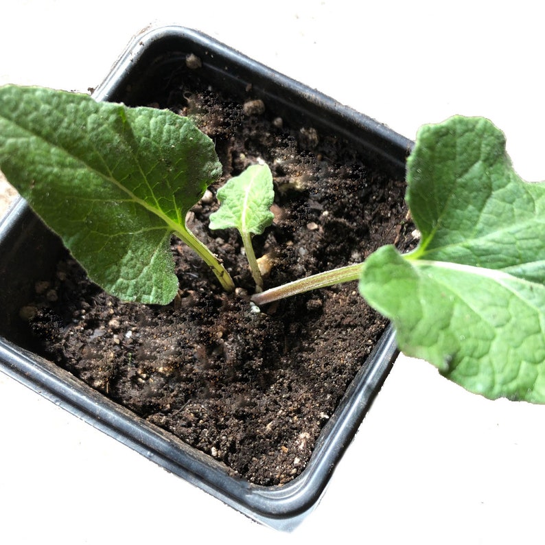 Organic Greater Burdock Plant in 2.5-Inch Pot, Edible Burdock (Arctium lappa) for Culinary & Medicinal Uses