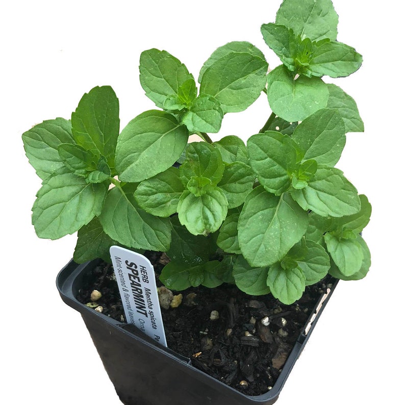 Organic Spearmint Plant 2.5-Inch Pot Mentha spicata Culinary Herb Easy-to-Grow West Virginia Grown
