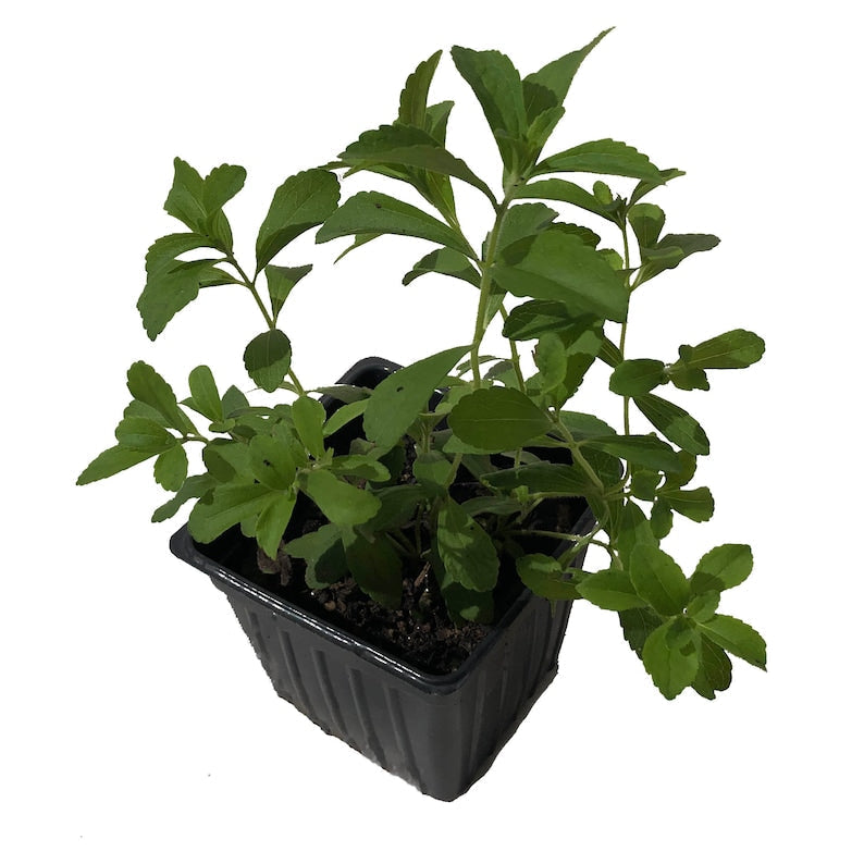 Organic Stevia Plant 2.5-Inch Pot Sweet Leaf Stevia rebaudiana Live Plant, Naturally Grown, Sugar Alternative for Home Garden