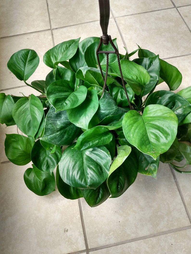 Jessenia Pothos Cutting Set - 1 Rooted Cutting + 1 Free Mystery Cutting - Epipremnum aureum - Low Maintenance Houseplant