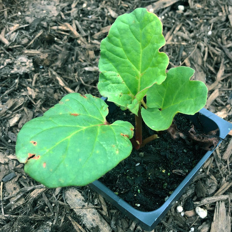 Organic Victoria Rhubarb Plant in 2.5-Inch Pot - Rheum rhabarbarum - First-Year Seedling for Home Gardens and Containers