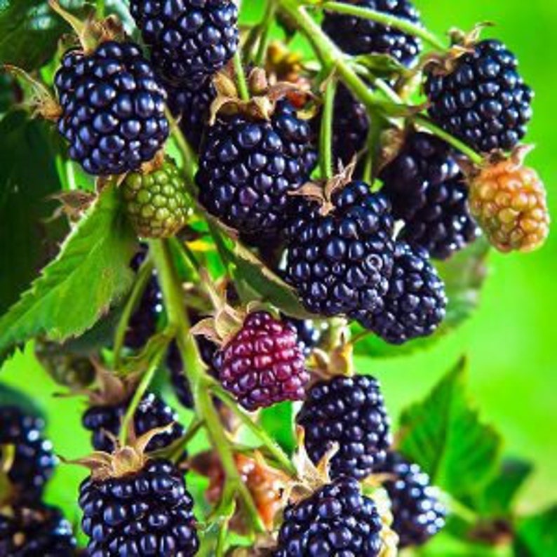 Arapaho Thornless Blackberry Plant 24-36 Inch Live Plant Rubus fruticosus Disease Resistant Early Season Berries