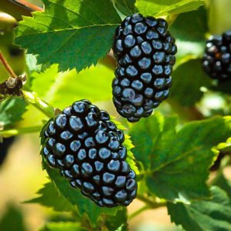 Natchez Thornless Blackberry Plant - 24-36 Inches - Large Sweet Berries - Disease Resistant - Rubus fruticosus