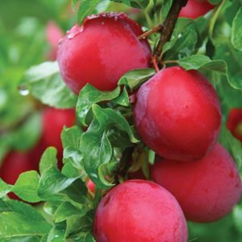 Bruce Plum Tree 24-36 Inches Early Season Large Red Fruits Prunus salicina 'Bruce' - Frost Hardy, Sweet Juicy Plums