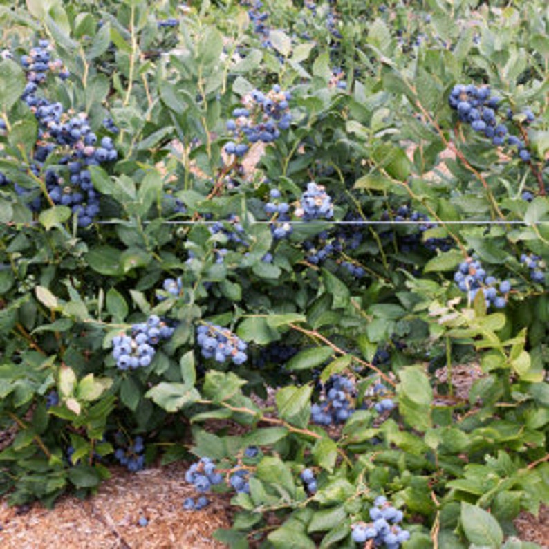 Tiff Blue Blueberry Bush 24-36 Inch Drought Resistant Plant Vaccinium corymbosum Full Sun Zone 7-9