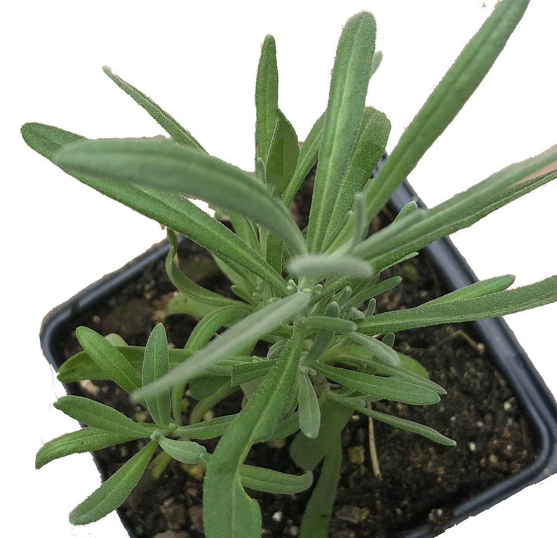 Organic Lavender Plant 2.5-inch Pot Purple Flowering Lavandula angustifolia Starter Herb for Home Garden or Gift