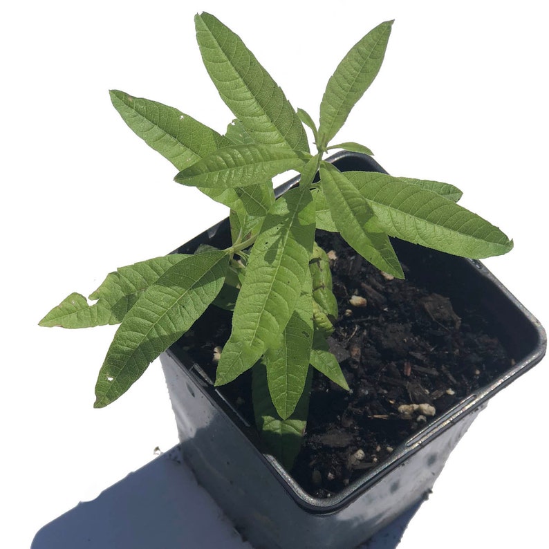 Organic Lemon Verbena Plant 2.5-Inch Pot Aloysia citrodora Live Herb for Cooking and Aromatherapy - Naturally Grown