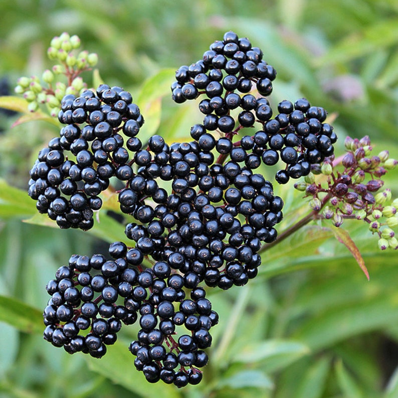 Elderberry Tree 24-36" John's Variety Large Berries Sambucus canadensis Pollinator Required Zones 4-8