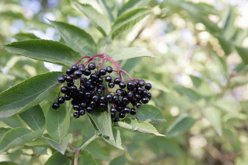 Adam's Elderberry Tree 24-36" | Purple Fruit | Sambucus nigra | Semi-Sweet Berries for Pies | Pollinator Needed