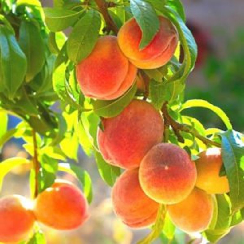 Peach Tree - Young Tree - Belle of Georgia Variety - Prunus persica - Self-Fertile, Bacterial Spot Resistant - Zones 5-8