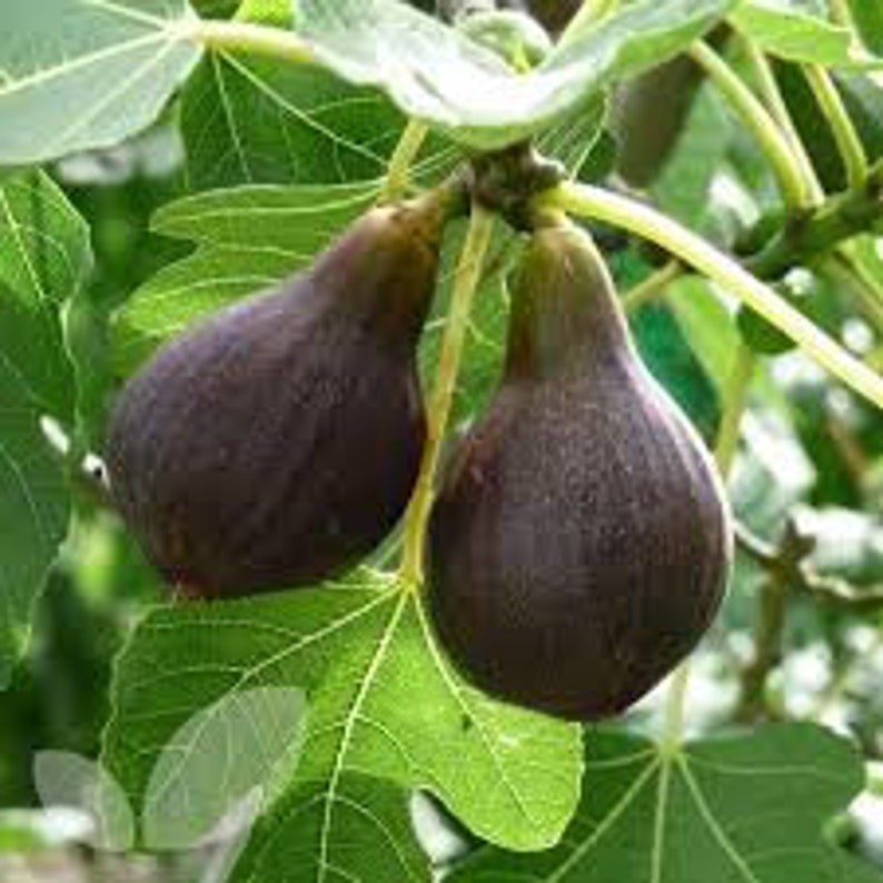 Brown Turkey Fig Tree - 24-36 Inches - Reddish-Brown Figs - Ficus carica 'Brown Turkey' - Hardy Mid Season Variety