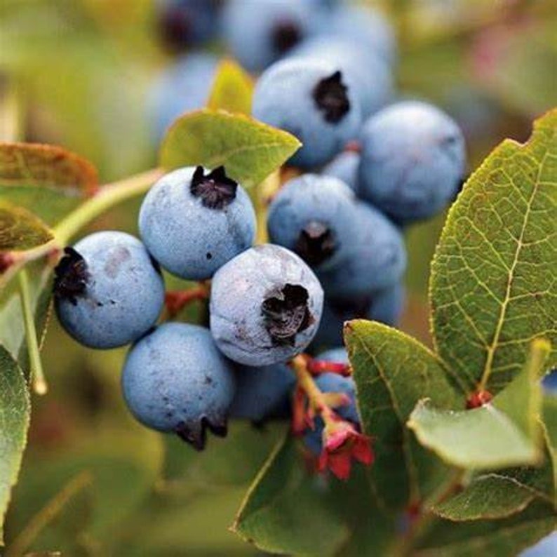 Austin Blueberry Bush 24-36 inches Rabbiteye Medium Blue Berries Vaccinium ashei - Ideal for Home Gardens & Orchards
