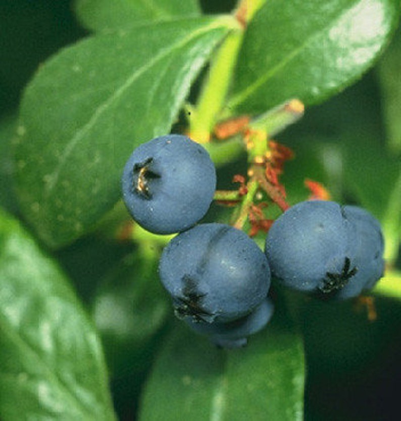 Prince Blueberry Bush - 24-36 Inch Early Maturing Sweet Berries - Vaccinium sp. - Ideal for Zones 6-9 Gardening