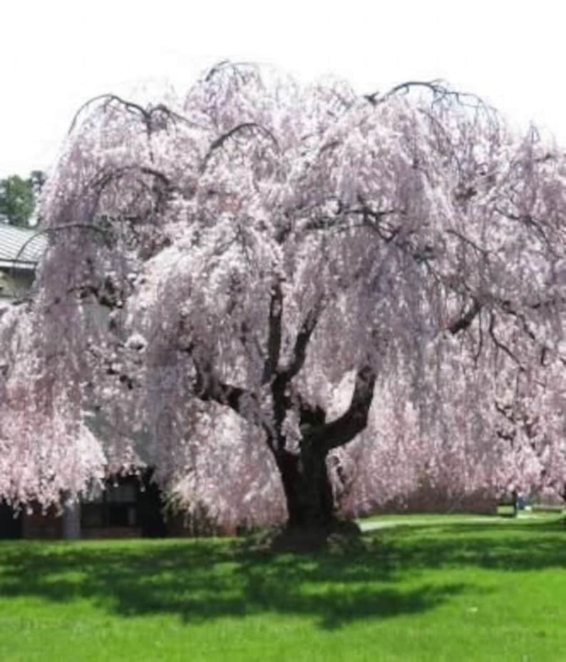 Weeping Yoshino Cherry Plant 2.5" Pot - Prunus x yedoensis - Ornamental Tree with Fragrant White Flowers for Zones 5-9