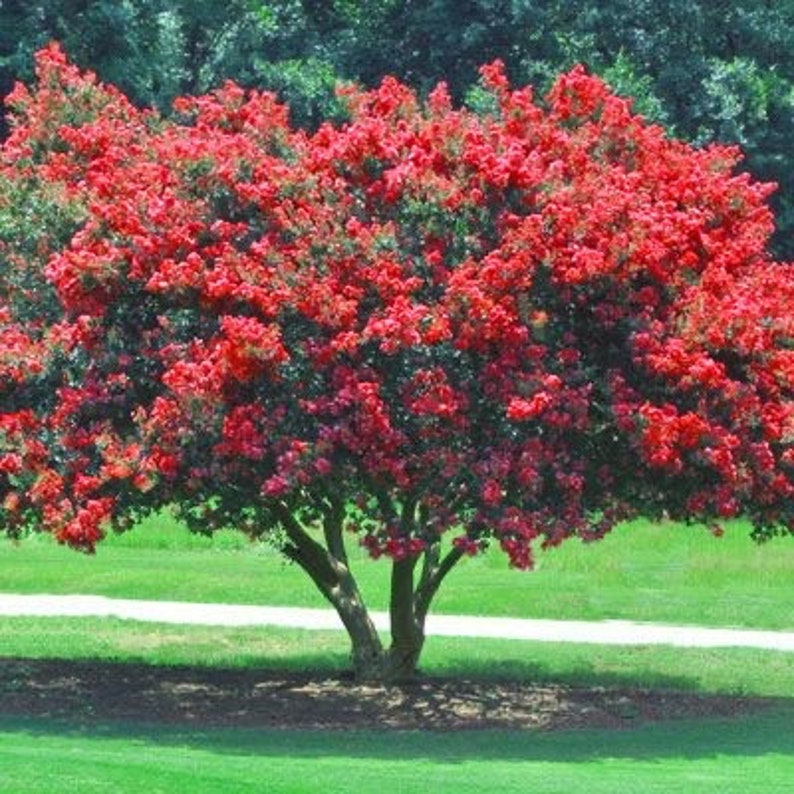 Red Crape Myrtle Plant Quart Pot - Lagerstroemia indica - Vibrant Red Flowers - Hardy in Zones 6-9 - Drought-Resistant Shrub