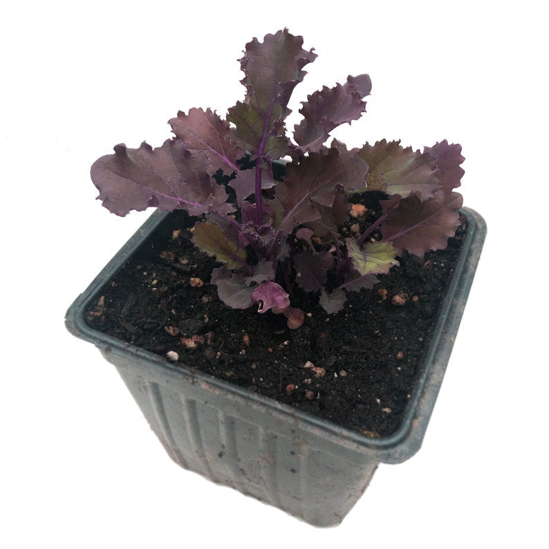 Organic Scarlet Kale Plant 2.5-Inch Pot Heirloom Winter Greens Brassica oleracea var. acephala for Garden Transplanting